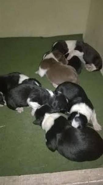 Border-Collie-stenci