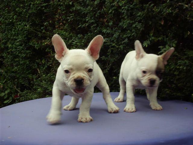 Francuski buldog stenad