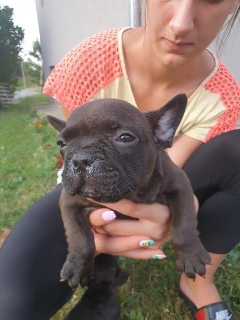 Francuski-buldog