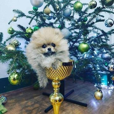 Pomeranac