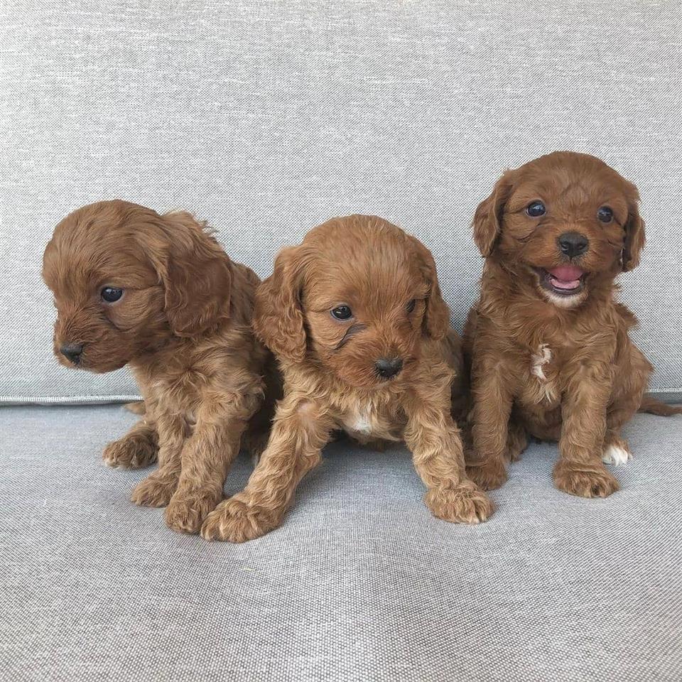 Štenci-Cavapoo-F1b