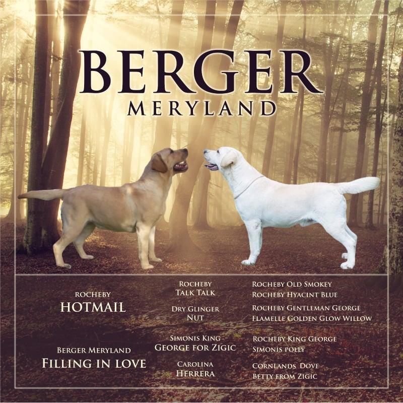 Stenci-LABRADOR-retrivera