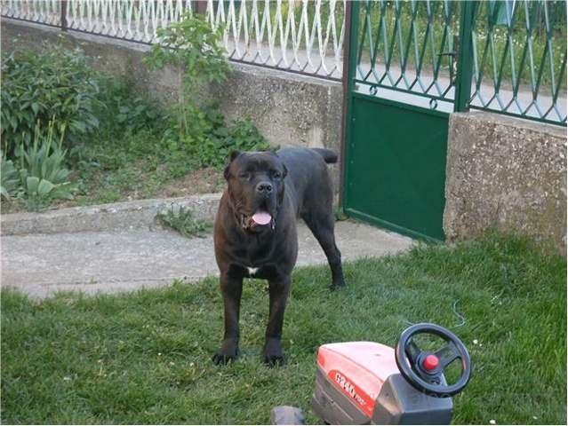 Cane-Corso-stenad