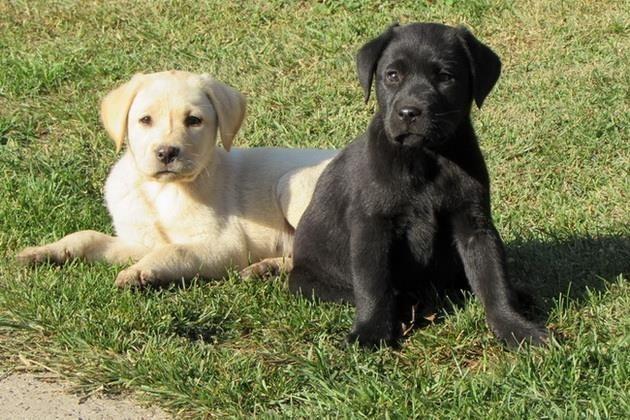 labrador retriver stenad