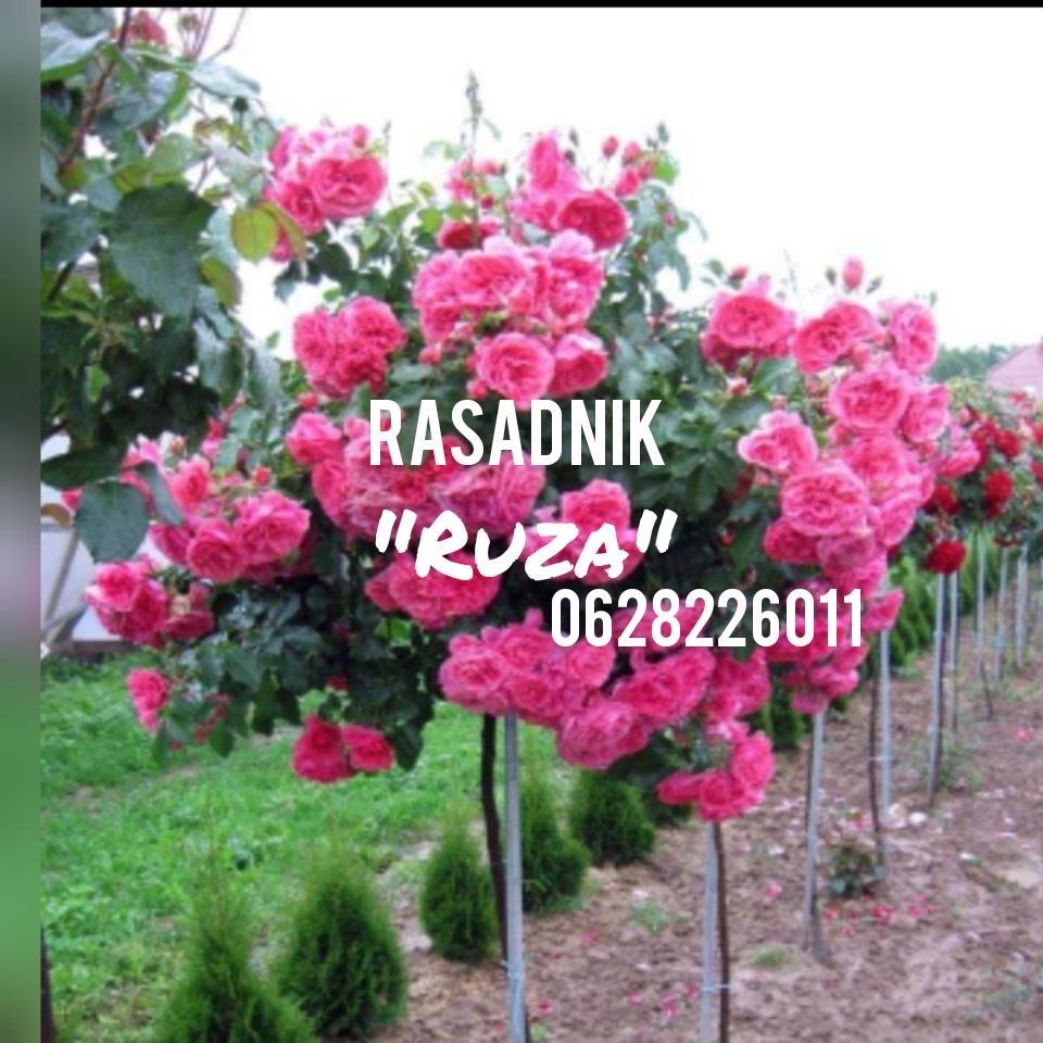 Na-prodaju-sadnice-