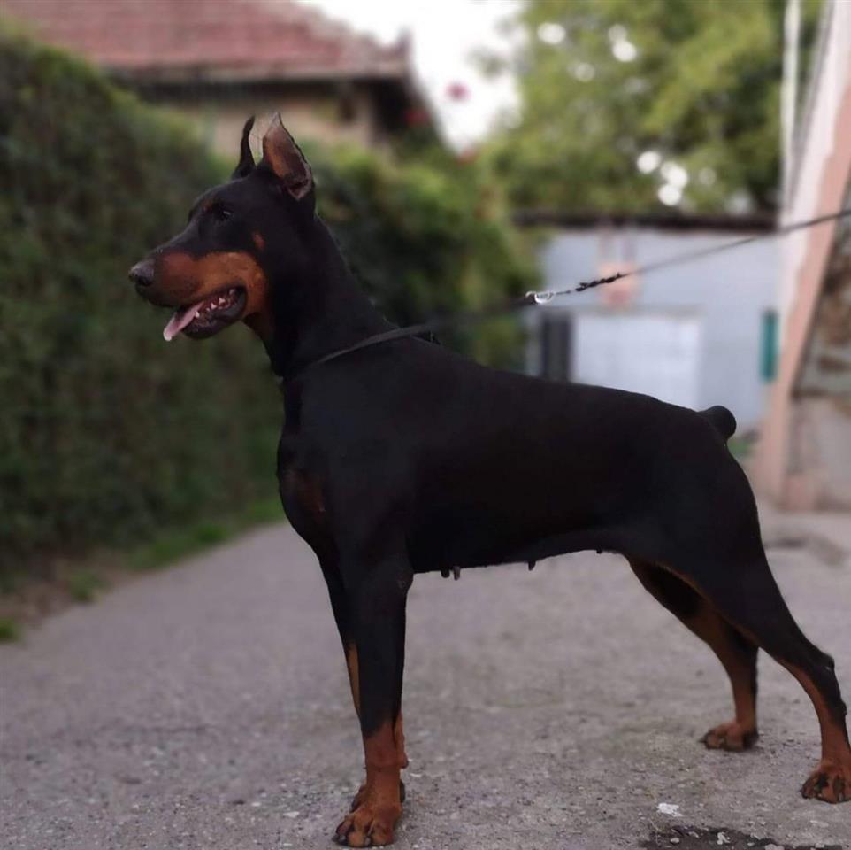 Doberman-štenci