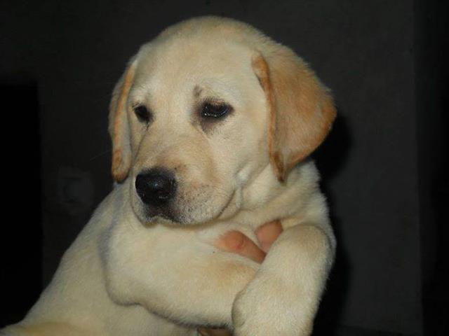 Labrador-retriver-stenad-Paracin