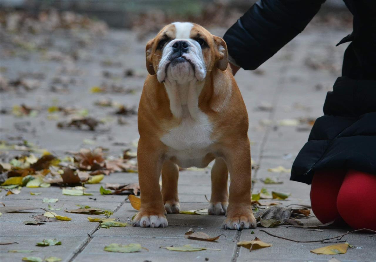 Engleski-buldog