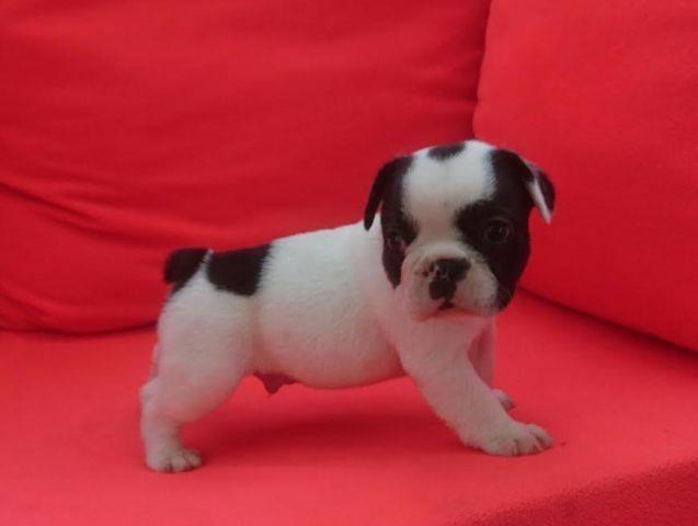 Francuski-Buldog