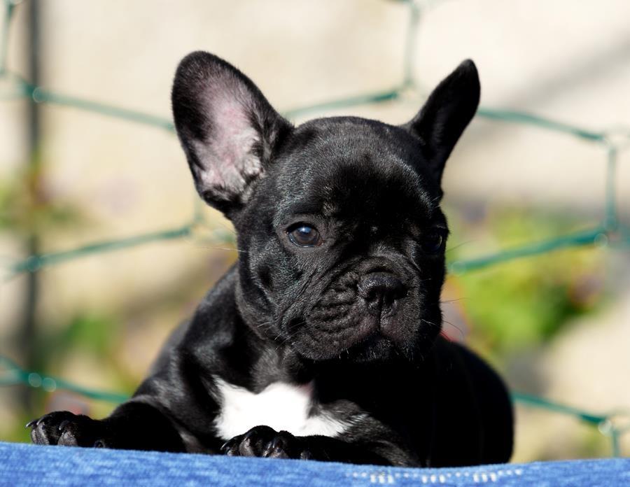 Francuski-buldog-štenci