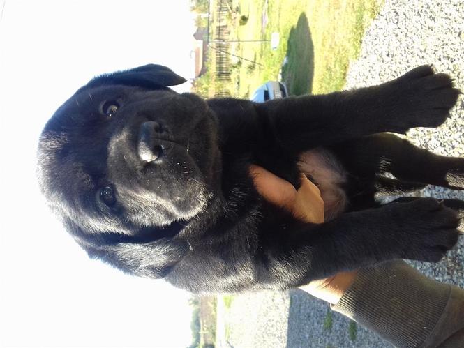 Labrador retriver