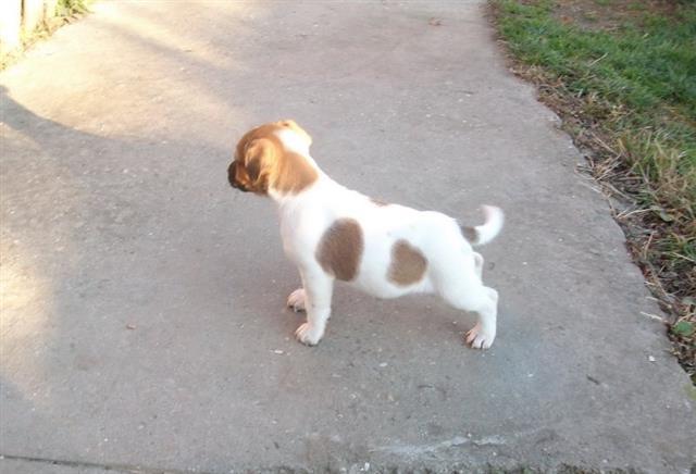 Jack-Russell-Terrier