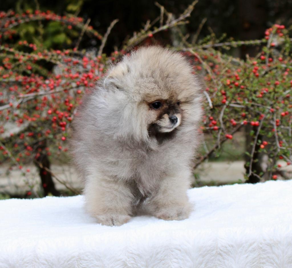 Pomeranac