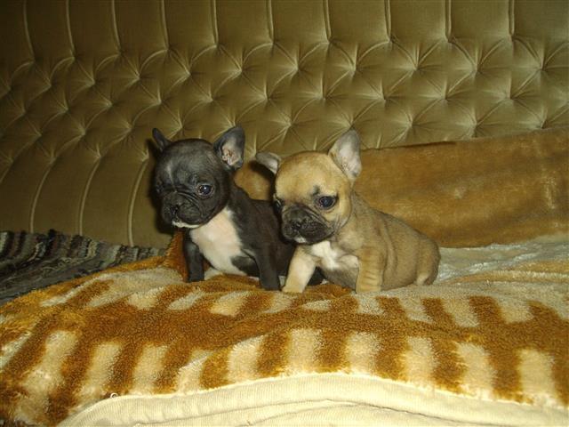 francuski buldog
