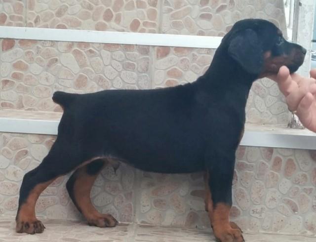 Doberman-stenad