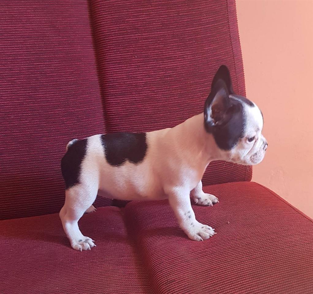 francuski-buldog