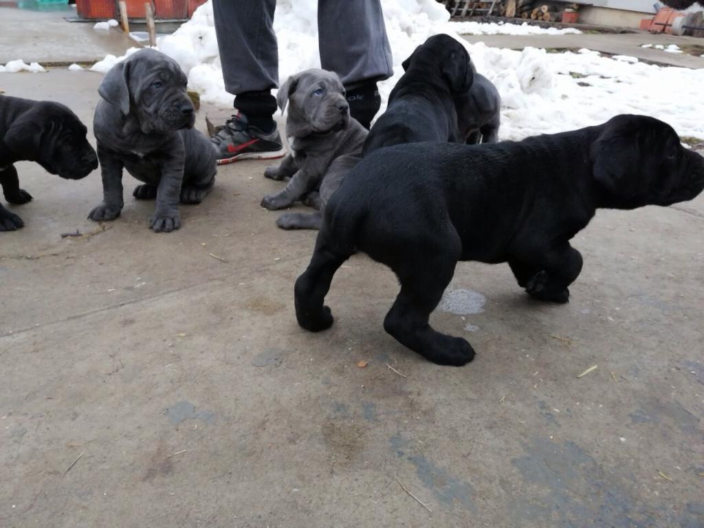 Cane-corso-štenci