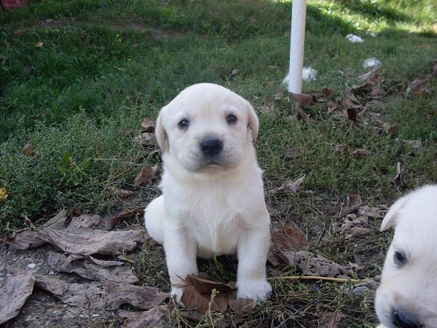 LABRADOR-RETRIVER---štenci-