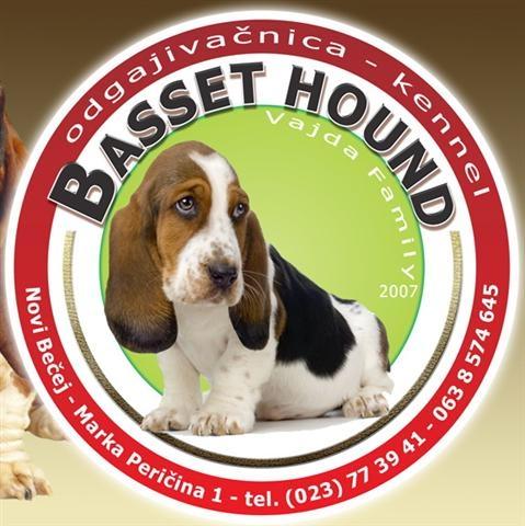 Basset-Hound--Baset-štenci