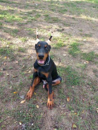 Doberman stenci