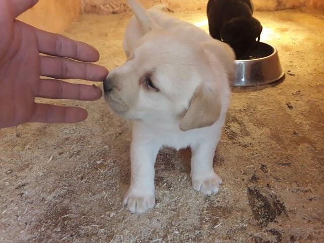 Labrador-retriver--prelepi-štenci