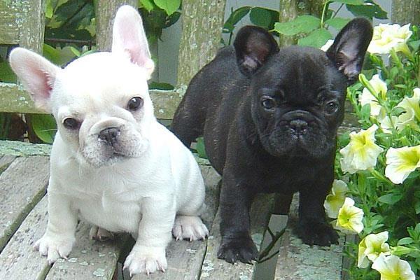 -Francuski-buldog-prelepa-devojcica