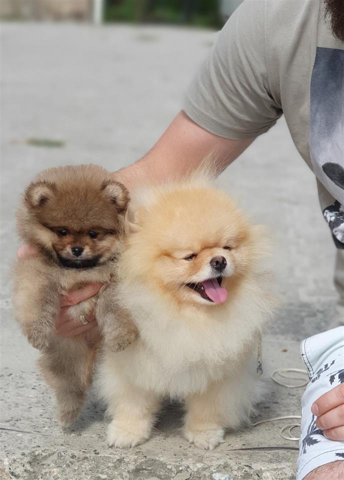 boo-pomeranac
