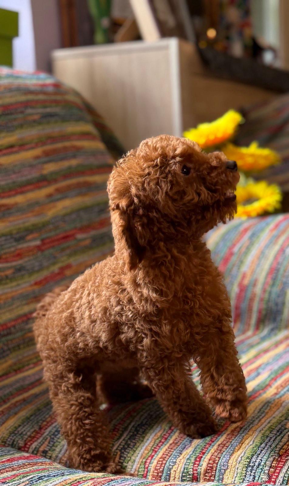 Toy-Pudla-prelepi-štenci