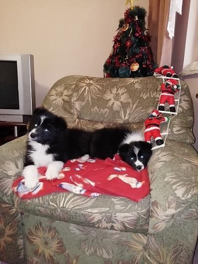 Border-Collie-štenci