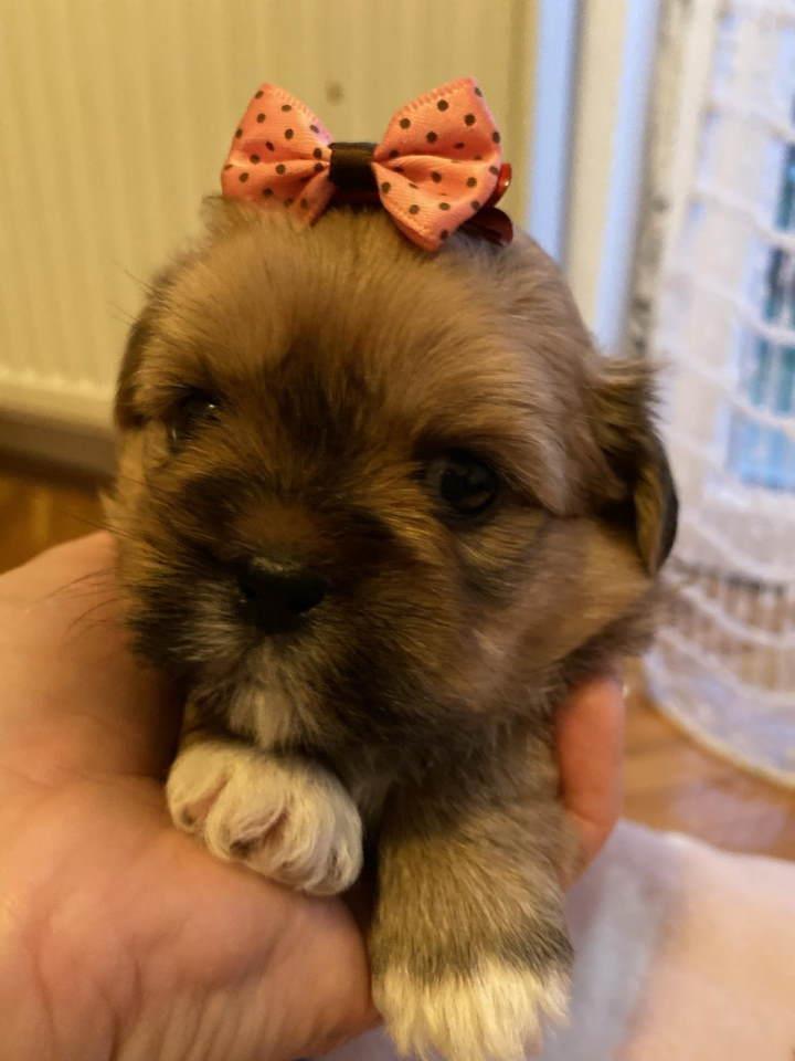 SHIH-TZU-štenci-