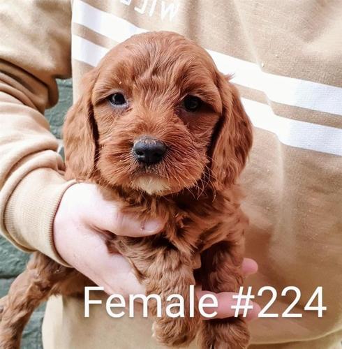 CAVAPOO Psi i štenad na prodaju