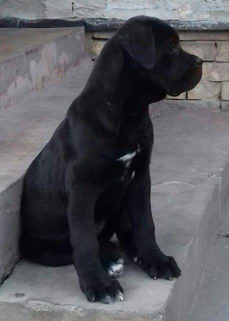 Cane-Corso--ženka