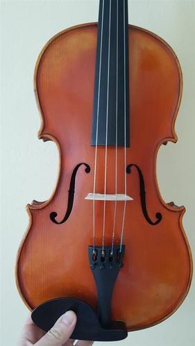 Viola