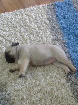 Mops-stenad