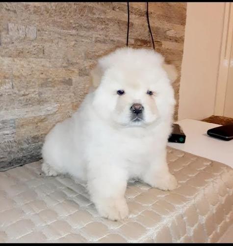 Chow Chow 