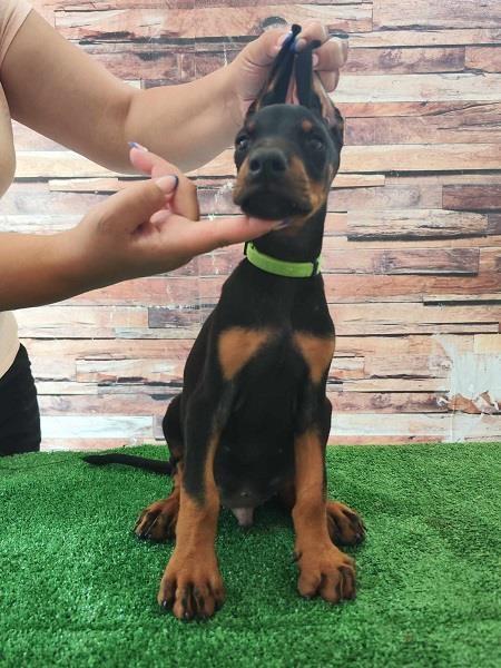 Doberman-štenci-