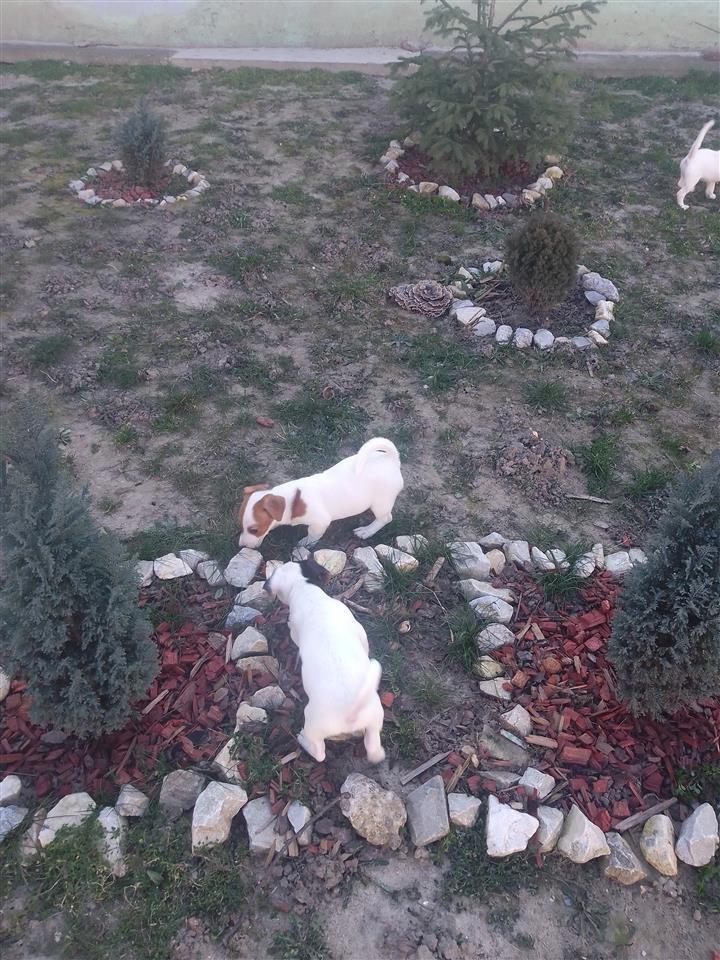 Stenci-Jack-Russell-terijer-