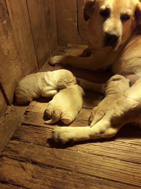 Labrador-retriver--prelepi-štenci