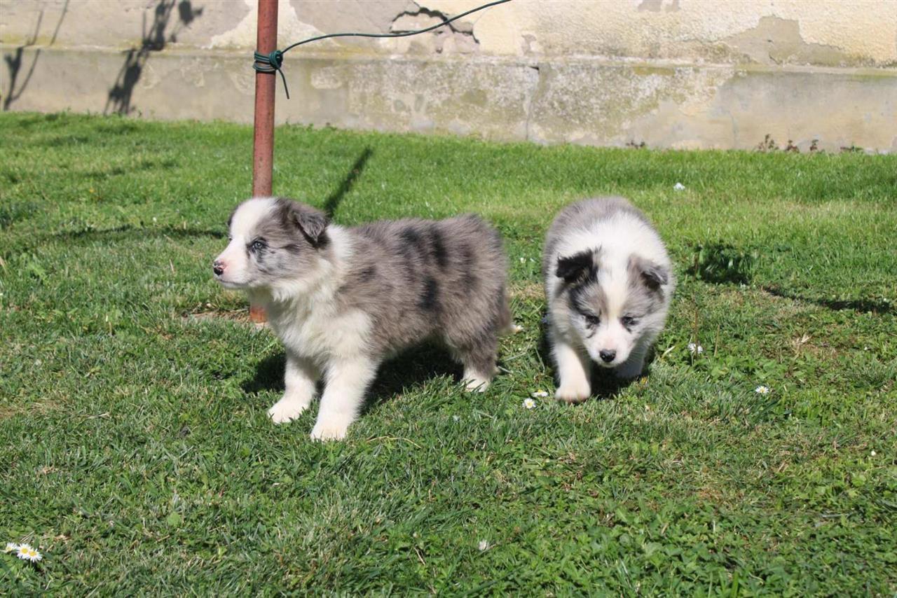 Štenci-Border-Collie