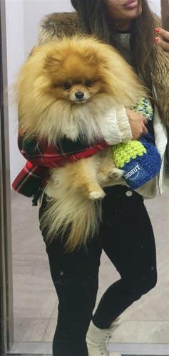 Pomeranac parenje