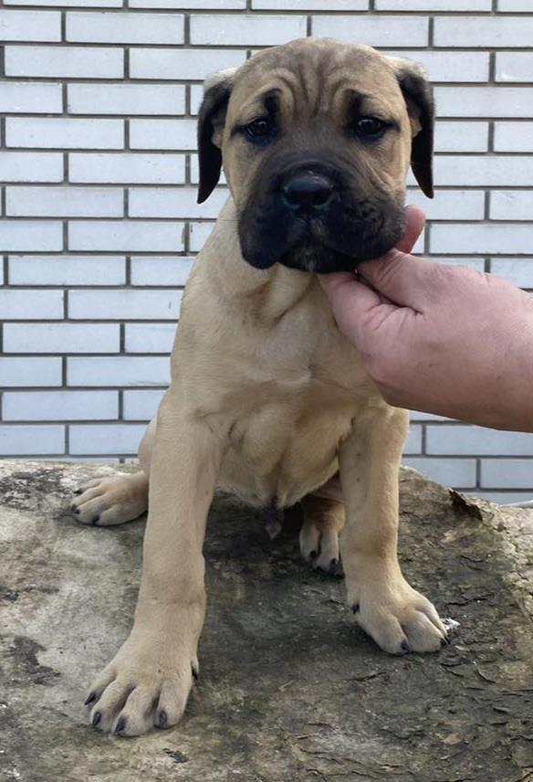 Cane-Corso-stenci-