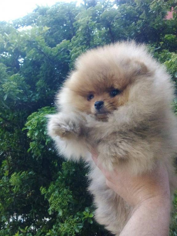 Pomeranac--Boo-štenci