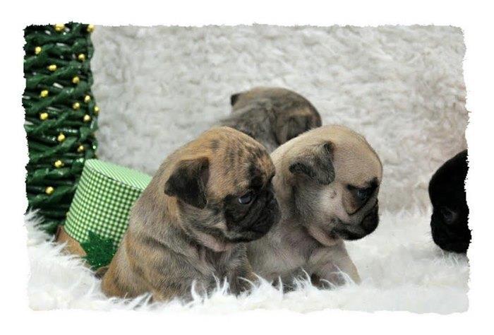 Mops-