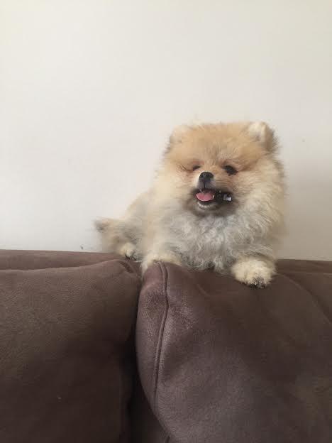 Pomeranski-spic