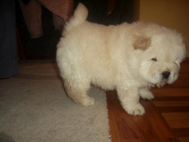 CAU-CAU-CHOW-CHOW-stenad-