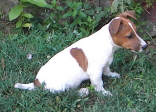 Jack-Russell-terrier---stenci