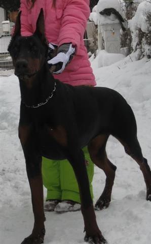 Doberman-Stenad