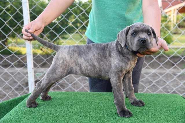Cane-Corso--štenci