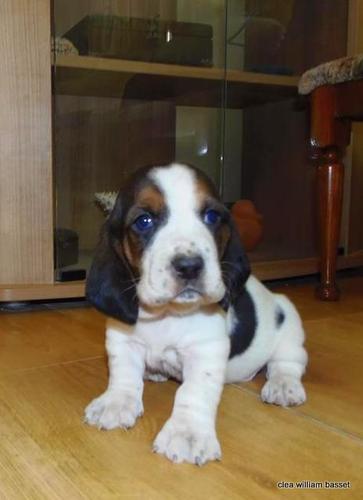 Basset Hound - baset stenci