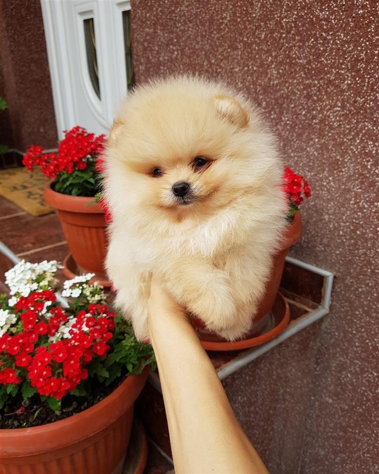 Pomeranac-boo